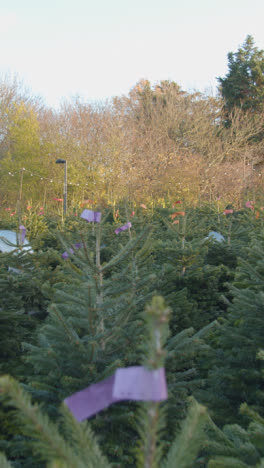 Vertical-Video-Of-Christmas-Trees-For-Sale-Outdoors-At-Garden-Centre